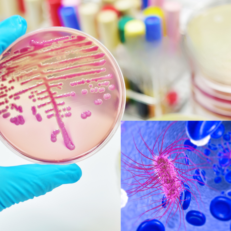 résistance bactérienne en marche dans une boite de pétri